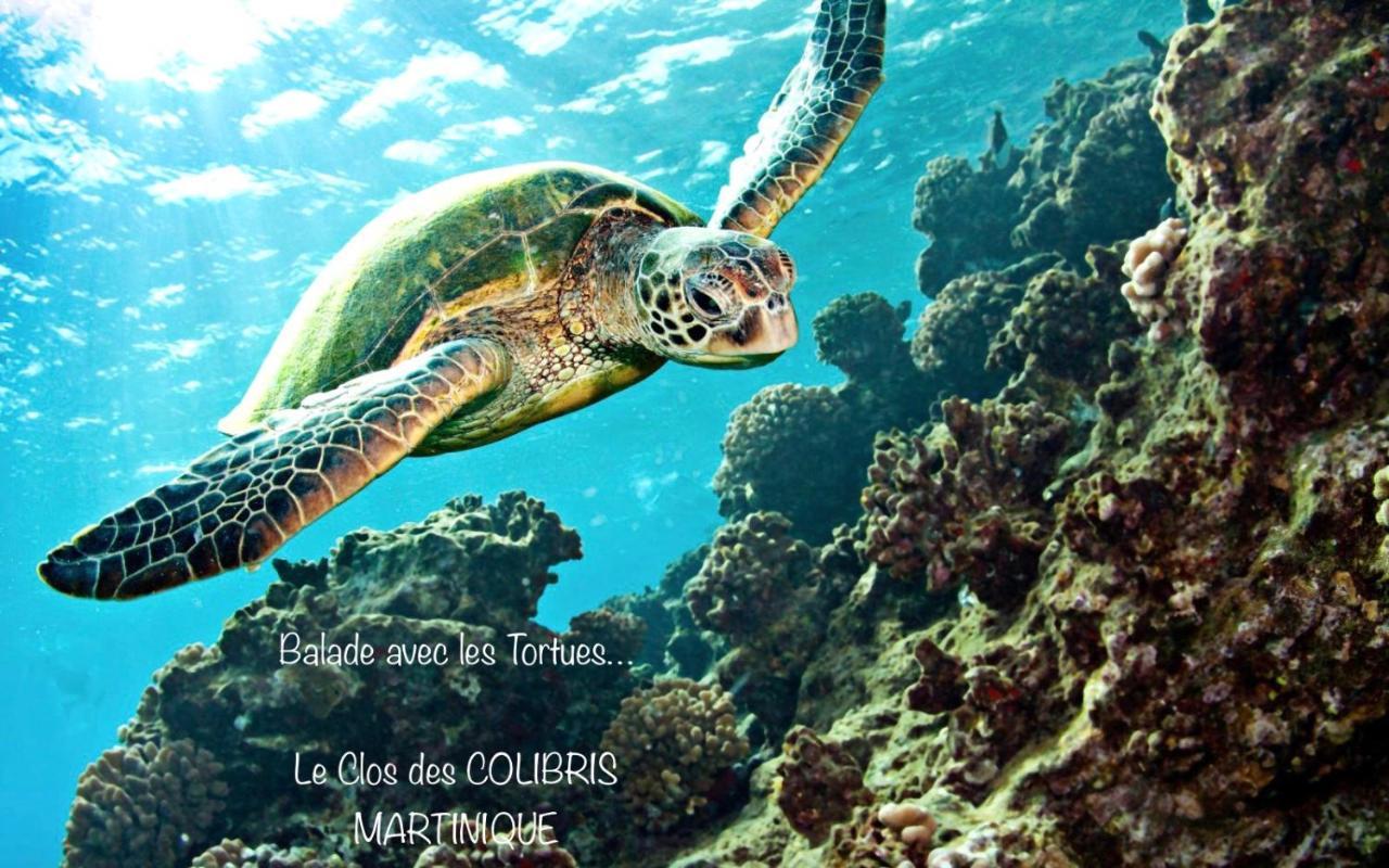 Lodge Pamplemousse Avec Piscine Privative , Dans Parc Calme A 500 M Plage 르 카르베 외부 사진